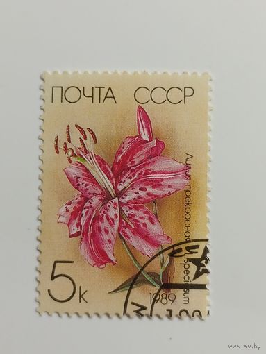 1989 СССР. Лилии