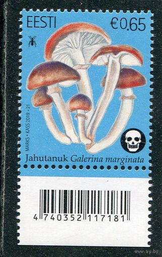 Эстония. Ядовитый гриб Галерина окаймленная