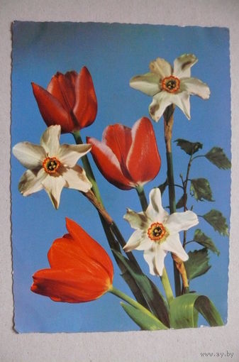 Цветы; 1965, подписана.
