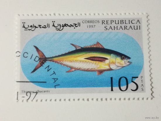 Сахара 1997. Рыбы