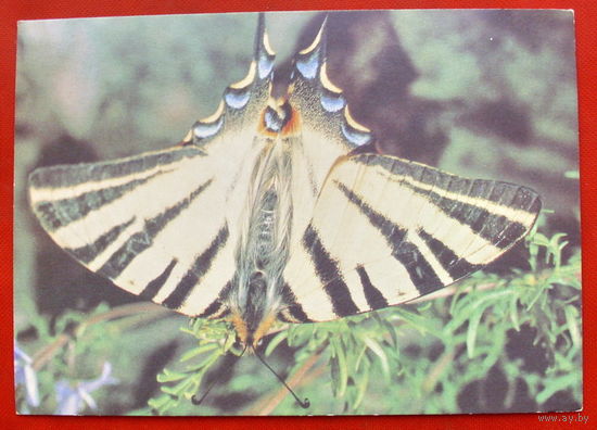 Бабочка Подалирий. Чистая. 1989 года. Фото Кашо.  832.