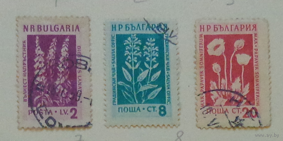 Цветы. Болгария. Дата выпуска:1953-12-02