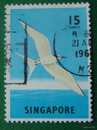 Сингапур.  Птицы.