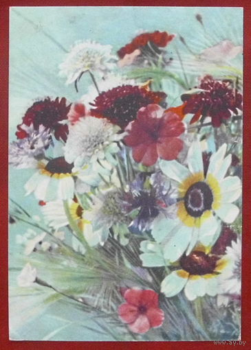 Летние цветы. Чистая. 1966 года. Фото Ананьиной. #164.