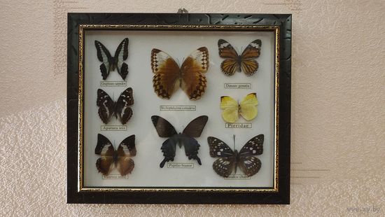 Панно бабочки в коллекцию