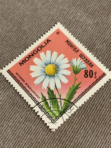 Монголия 1979. Цветы. Leucanthemum sibiricum. Марка из серии