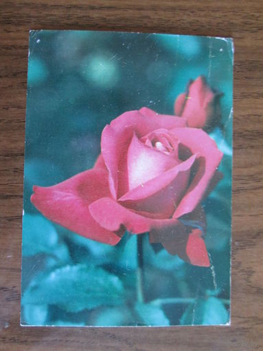 Почтовая открытка.1982г