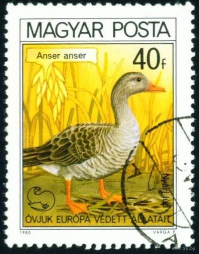 Охраняемые птицы Европы Венгрия 1980 год 1 марка