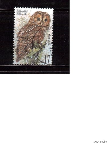 Бельгия-1999,(Мих. 2859) гаш. ,   Фауна, Птицы, Совы