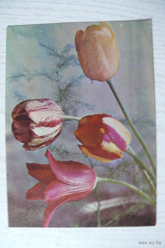 Тюльпаны; 1967, чистая.