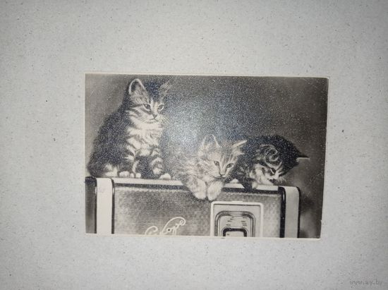 Фото открытка с котятами, открытка с котиками, 1957 г.