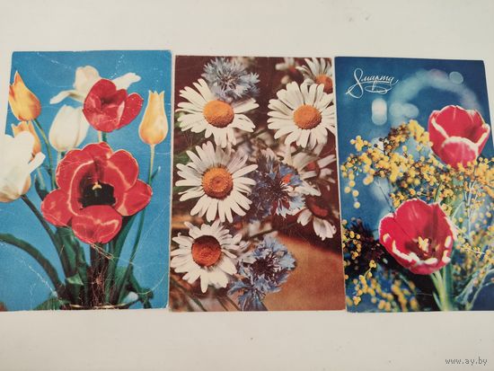 3 открытки с цветами, фото Е.Шворака 1969-70гг.