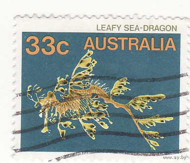 Листовой морской дракон (Phycodurus eques) 1985 год