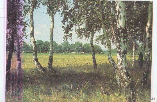 Природа. Летний пейзаж. Фото В. Салдеева. 1986 год