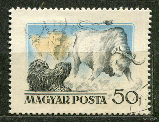 Собака пастух. Венгрия. 1956