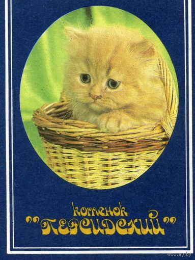 Календарики  Домашние кошки