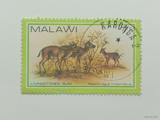 Малави 1981. Дикая природа