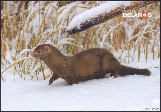Беларусь 2019 посткроссинг открытка фауна американская норка