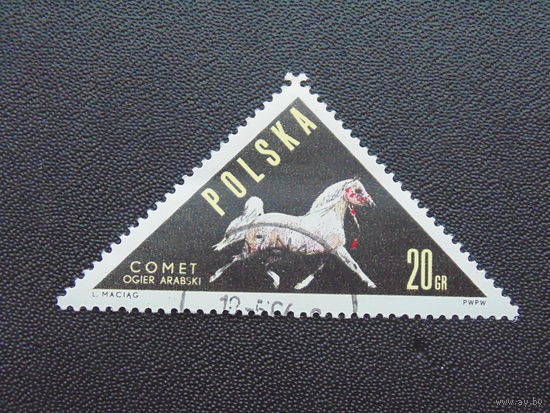 Польша 1963 г. Арабский жеребец Комет.
