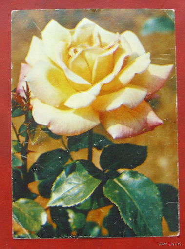 Роза " Антигона ". Чистая. 1982 года. Фото Матанова. *116.