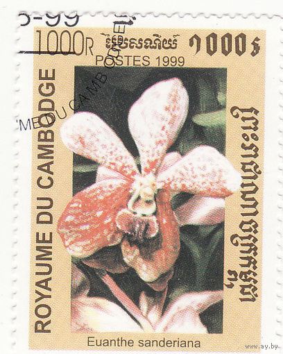 Ванда сандериана- орхидея 1999 год
