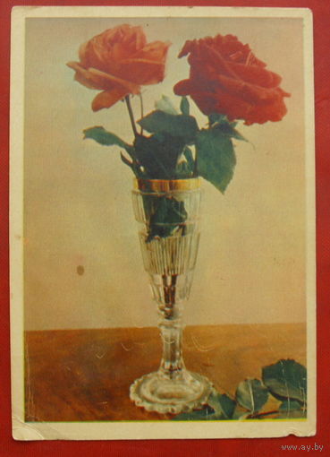 Розы. Чистая. 1957 года. Фото Шагина. *380.
