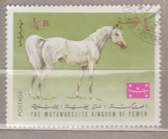 Лошади фауна Арабские лошади Йемен 1967 год лот 2