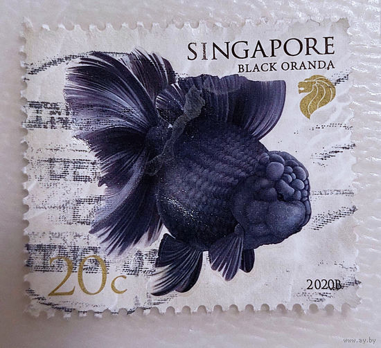 Сингапур 2020. Фауна. Рыбка. Черная оранда