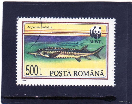 Румыния.  Mi:RO 5036. Звездный осетр (Acipenser stellatus) Серия: Рыбы. 1994.