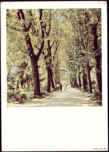 1964 год М.Амфингер Аллея в парке