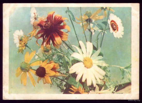1965 год Т.Ананьина Цветы